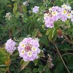 Lantana camaraBlad