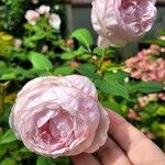 Rosa × damascenaFlower