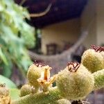 Croton urucurana Owoc