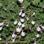 Teucrium rotundifolium Агульны выгляд