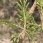 Vachellia nilotica Leaf