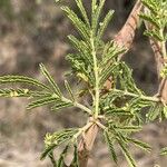 Vachellia nilotica 葉