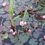 Nymphaea rubra Flower