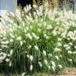 Pennisetum villosum ফুল