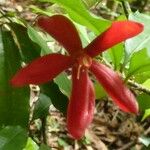 Passiflora glandulosa Hoja