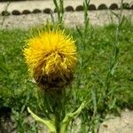 Centaurea macrocephala Anders