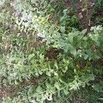 Mentha longifolia Hábito