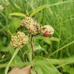 Varronia polycephala Fruit