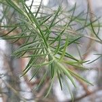 Billardiera longiflora Foglia