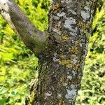 Prunus domestica Bark