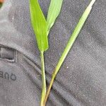 Paspalum conjugatum Leaf