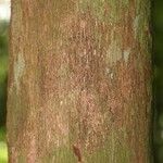 Mouriri nervosa Kabuk
