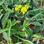 Crotalaria chrysochlora Hostoa