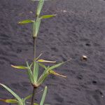 Stenotaphrum dimidiatum Leaf