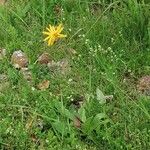 Arnica montana Λουλούδι