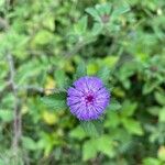 Centratherum punctatum Flower