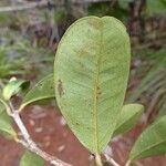 Syzygium mouanum Blad