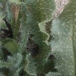 Gastrocotyle hispida Ліст