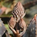 Aloe maculata 花