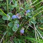 Vaccinium uliginosum 果實