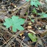 Merremia vitifolia Leaf