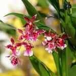 Oncidium altissimum 整株植物