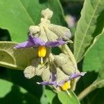 Solanum granulosoleprosumപുഷ്പം