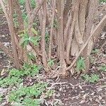 Buddleja salviifolia Écorce