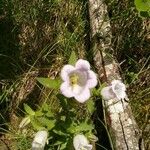 Campanula mediumफूल