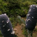 Abies spectabilis Habitat