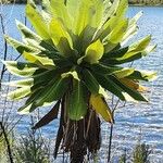 Dendrosenecio battiscombei Hoja
