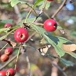 Crataegus rhipidophyllaFruit