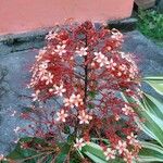 Clerodendrum paniculatum 花