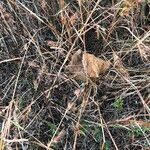 Themeda quadrivalvis Celota