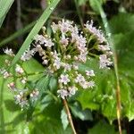 Valeriana tripterisFloro