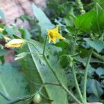 Solanum lycopersicumFloare