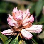 Rhododendron irroratum Cvet