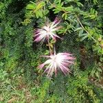 Calliandra eriophylla Lapas