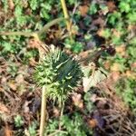 Datura stramonium Плід