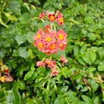 Primula bulleyana Flower