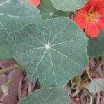 Tropaeolum minus Leaf