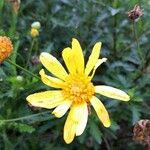 Euryops chrysanthemoides Květ