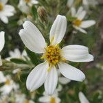 Chiliotrichum diffusum Flower