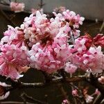 Viburnum × bodnantense Flor