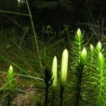 Lycopodium annotinum Лист