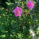 Rosa virginiana Flor