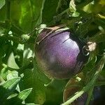 Solanum lycopersicum Fruit