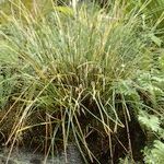 Carex unciniiformis موطن