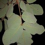 Lonchocarpus costaricensis Blatt