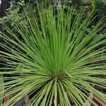 Agave stricta ഇല